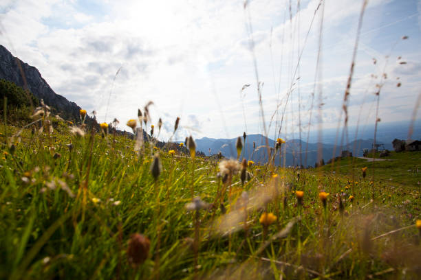 Alpine meadow in Bavaria, Germany in summertime