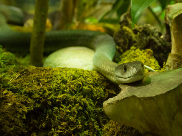 istock Green mamba snake on green moss 1129930300