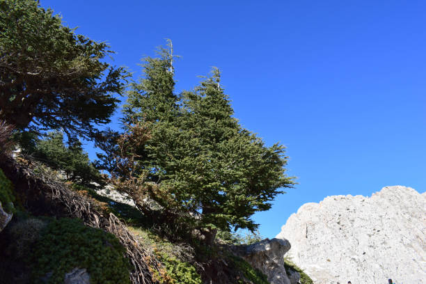 a powerful tree in mountain stock photo