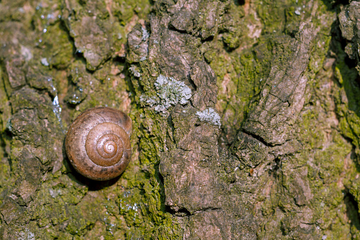 Photo of a natural still life shell of a snail close-up stuck on the bark of a tree in the forest