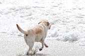labrador-retriever.jpg?b=1&s=170x170&k=20&c=mWsk2v7iNMUnW3KMA30HSpw0pZkHet0Ev4sRKAy_rAU=