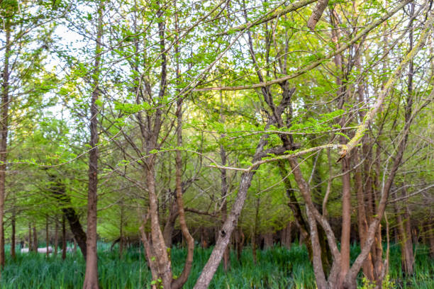 trees gives a harmony stock photo