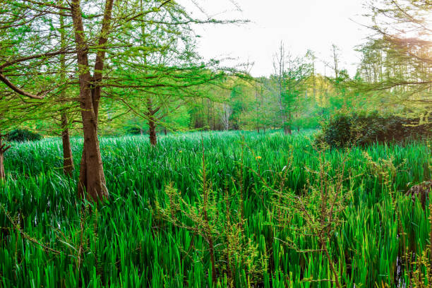 sea of grass stock photo