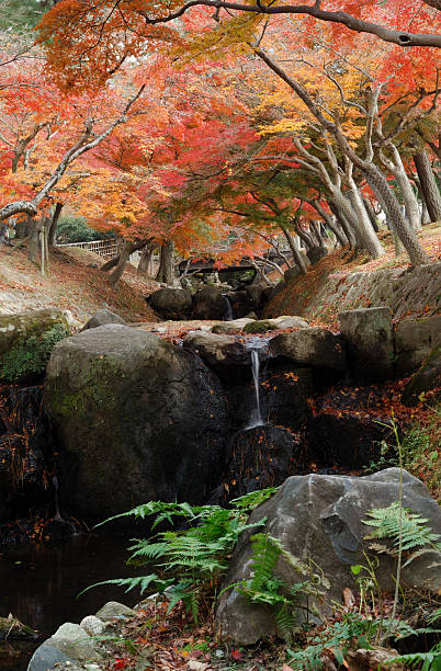 istock Nara Park in Autumn 112994458