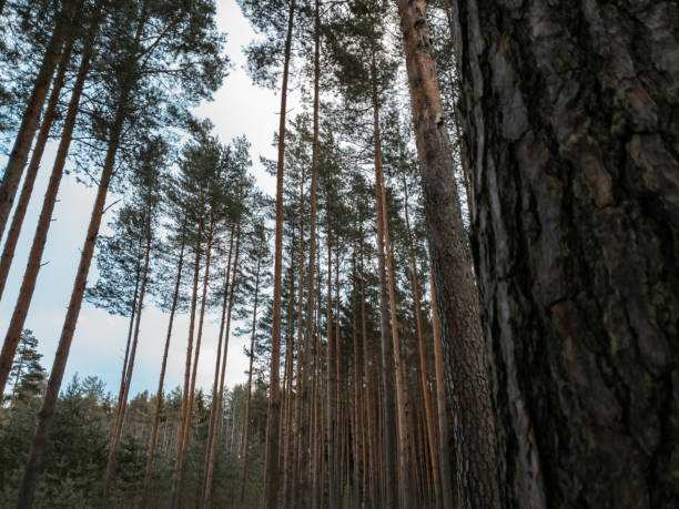 istock Trees in the forest. Clouds over the forest in winter. 1129947020