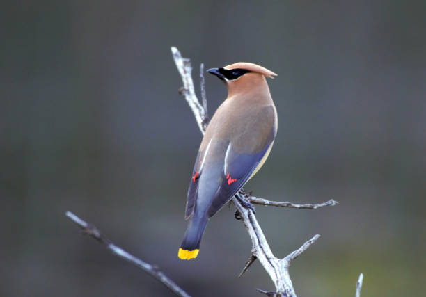 Cedar Waxwing Colorful Cedar waxwing perched in a tree of a bright summer day cedar waxwing stock pictures, royalty-free photos & images