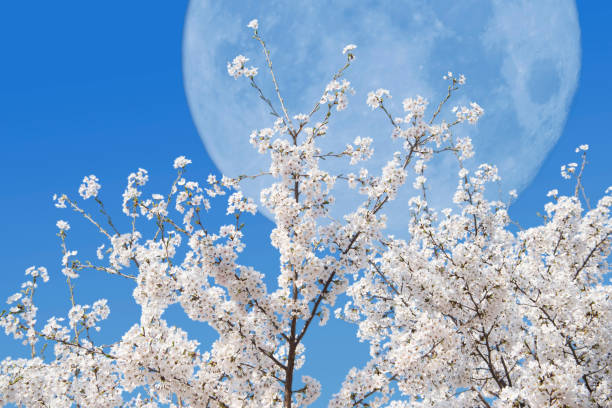 istock The cherry blossoms bloom and the full moon. 1129954995