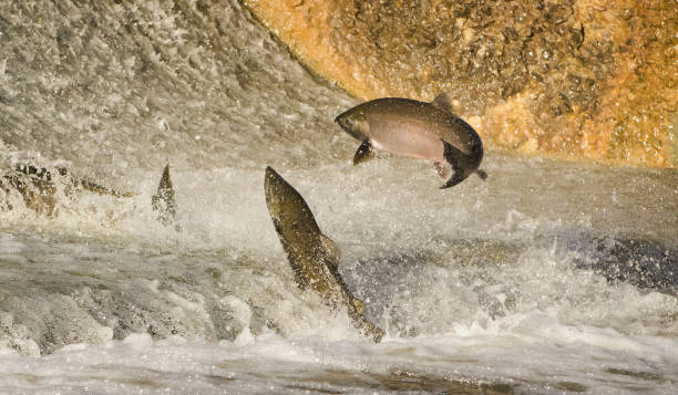 istock Chinook Salmon jumping at dam 1129961474