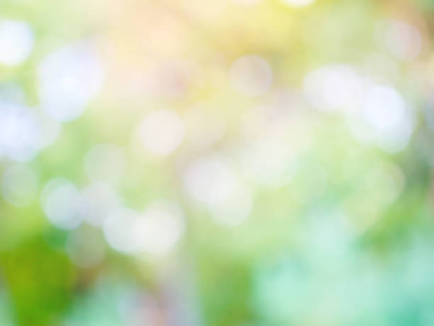 Leaf bokeh in the forest, missed focus Shoot outdoors 밝은 빛 stock pictures, royalty-free photos & images