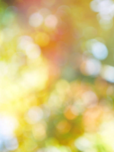 istock Leaf bokeh in the forest, missed focus 1129973291