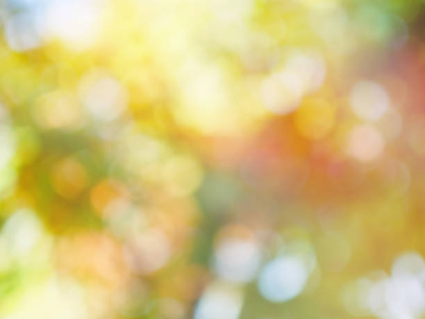 Leaf bokeh in the forest, missed focus Shoot outdoors 배경색 stock pictures, royalty-free photos & images