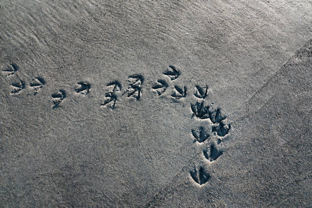 Wild duck prints in sand on an Alaskan beach from above.