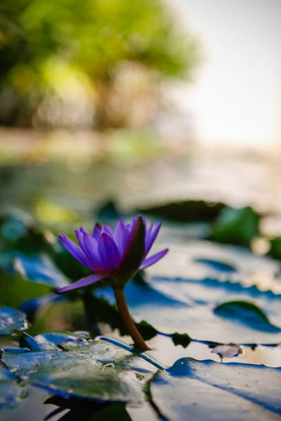 istock Flowers on water still life 1129983902