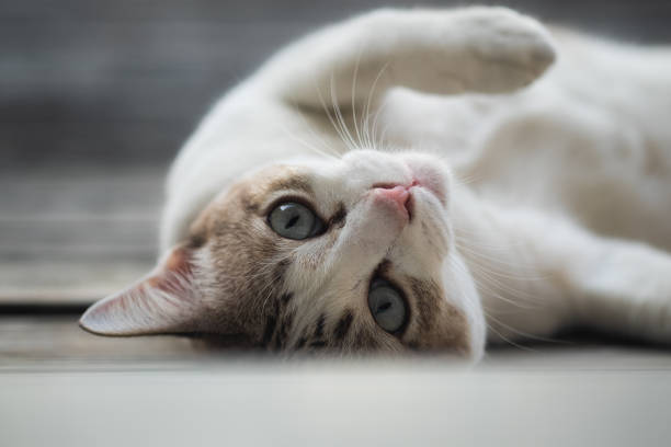 bouchent la vue d’un chat mignon, mise au point sélective. - blue cat photos et images de collection