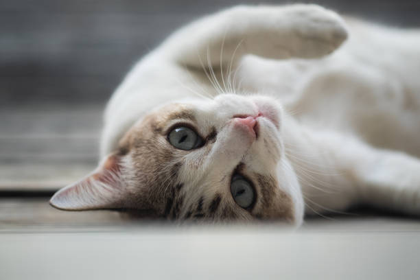 närbild bild av en söt katt, selektivt fokus. - katt thai bildbanksfoton och bilder