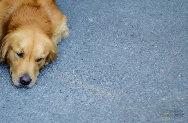 istock Lazy dog lying down on the road. 1129991389