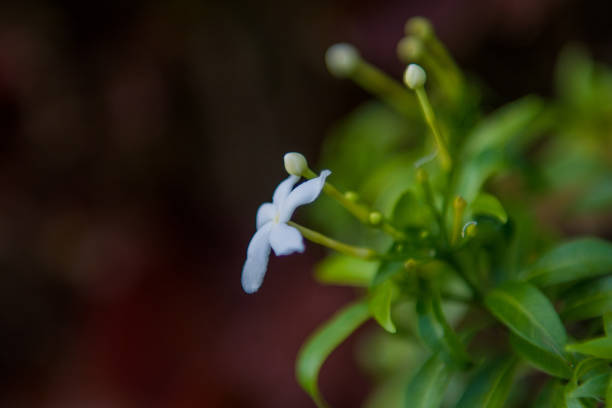istock Exotic white blooming flowers in Philippines 1129992930