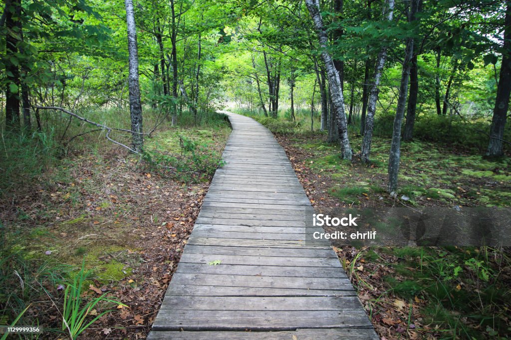 Boardwalk Trail Diminishing Into Forest Boardwalk trail through wetlands and forest of Ludington State Park in the state of Michigan. Footpath Stock Photo