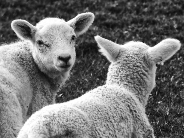 istock monochrome hight contrast image of two young lambs with one turned looking back 1130000591
