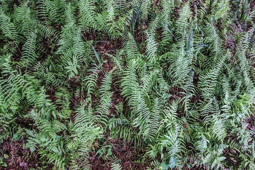 Grove of wild fiddlehead ferns in northern Michigan.