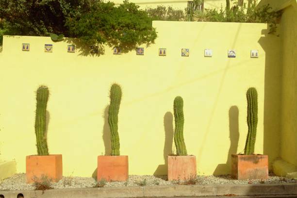 istock 4 Cacti in ceramic planters against yellow wall 1130006019