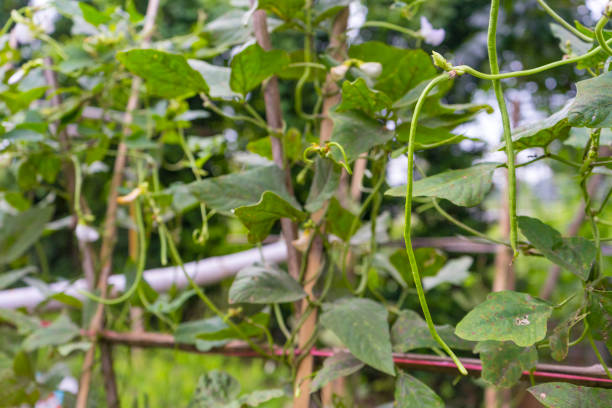 istock Long bean plants in vegetable garden. 1130011080