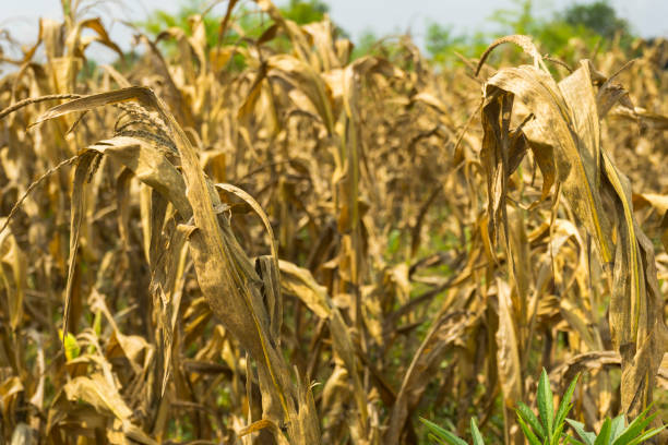 istock Dried corn stalks in a farm 1130011349