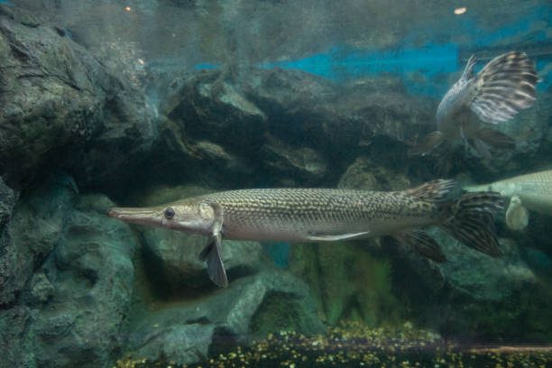 istock Alligator gar fish in aquarium. 1130012550