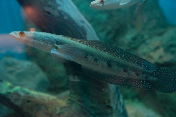 istock Young Great snakehead fish in aquarium. 1130012551