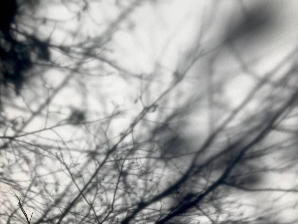 istock Black and White branch shadows on snow 1130018763