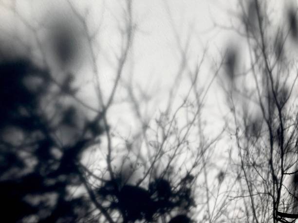 istock Black and White branch shadows on snow 1130018778