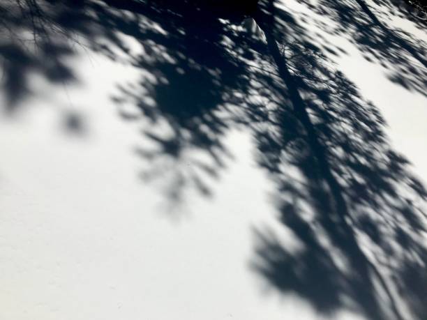 istock Black and White branch shadows on snow 1130018799