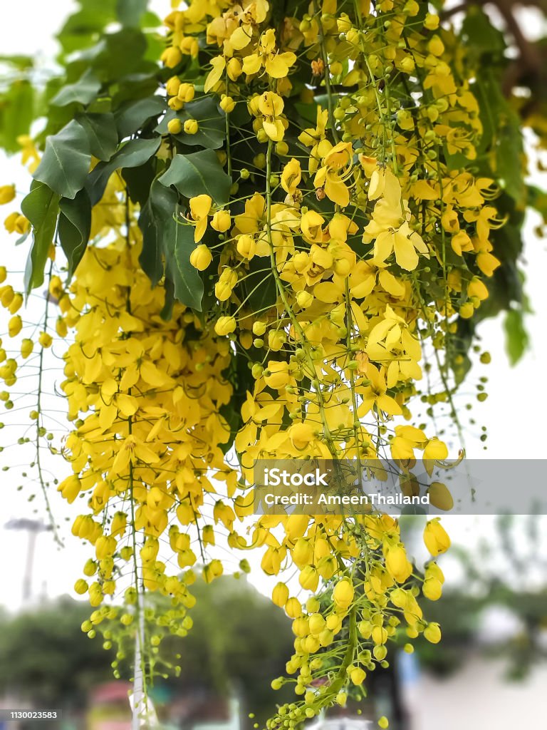 Cassia Nắm Đấm Quốc Tịch Thái Lan Hình ảnh Sẵn có - Tải xuống Hình ảnh Ngay  bây giờ - Cây, Màu vàng - Màu sắc, Vòi hoa sen - iStock