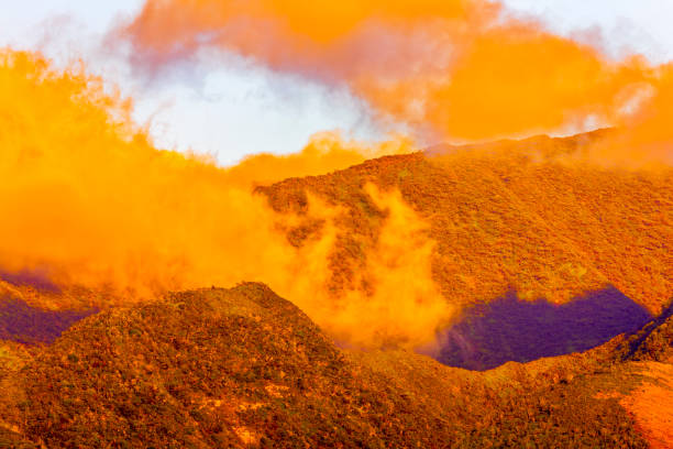 Island of Maui in Hawaii Rain forest on Maui hana coast stock pictures, royalty-free photos & images