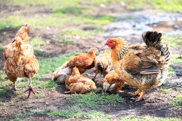 istock Red chicken (mother) with chickens digging in the ground, looking for food, resting, lying 1130031340