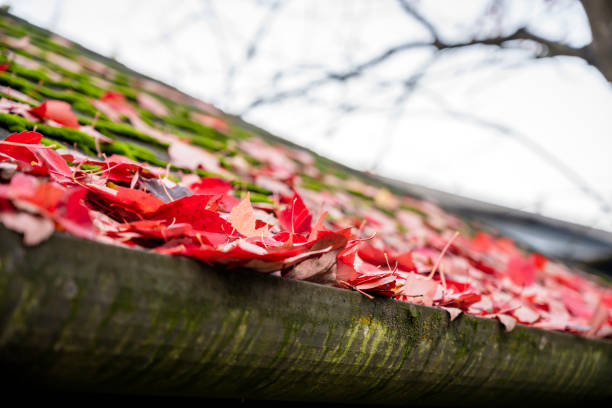 Fallen autumn leaves of red maple poured over the roof of the house and rain gutters preventing rainwater from moving along the gutters - the problem of the presence of tall trees in residential area