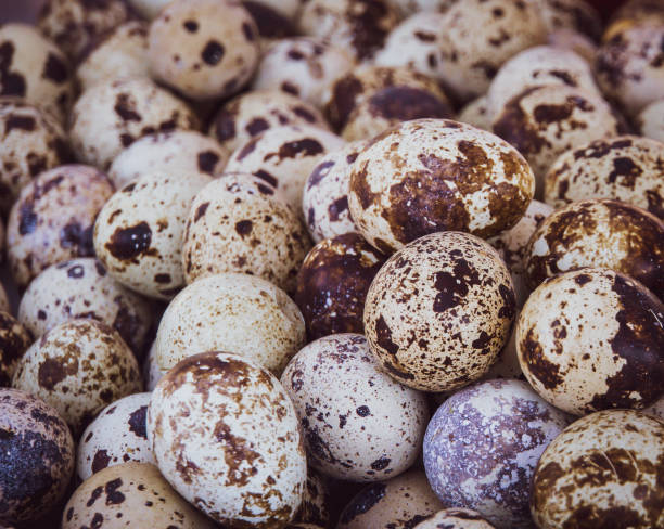 istock bird eggs for sale in market 1130032251