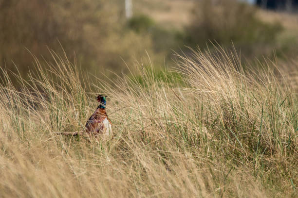 фазан - pheasant hunter стоковые фото и изображения