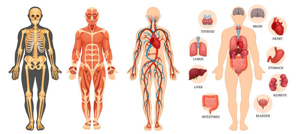 Structure of human body, skeleton, muscular system, blood vessels, organs. Anatomical structure of human body, skeleton, muscular system, system of blood vessels with arteries, veins, organs human. Medical anatomy, detailed human system in full growth. Vector illustration. human internal organ illustrations stock illustrations