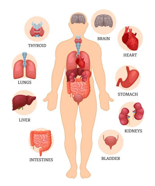 visuelles schema der struktur des menschen und der menschlichen organe. - inneres organ eines menschen stock-grafiken, -clipart, -cartoons und -symbole