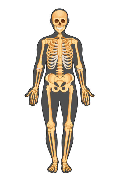 Anatomical structure of human body, presented in of skeleton Anatomical structure of human body, presented in form of skeleton, front view. Medical atlas of human anatomy with detailed bone system of a man in full growth. Vector illustration. femur bone anatomy drawing stock illustrations