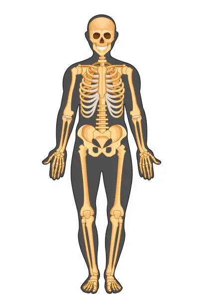 Vector illustration of Anatomical structure of human body, presented in of skeleton