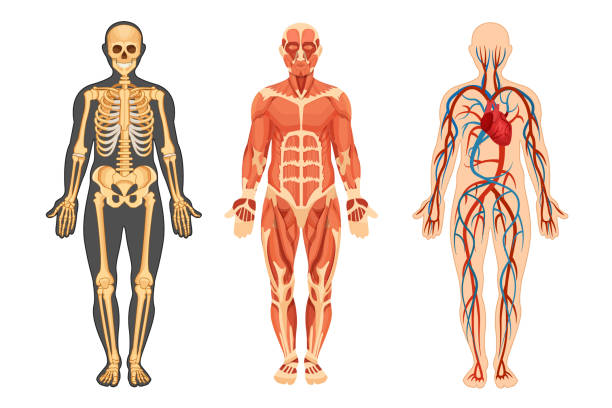 структура человека, скелета, мышечной системы, системы кровеносных сосудов. - healthcare and medicine human heart abdomen human spine stock illustrations