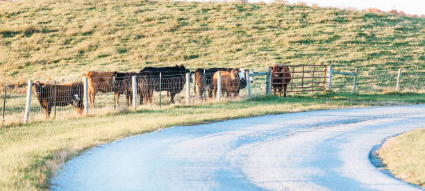istock Country road in Kentucky 1130033897