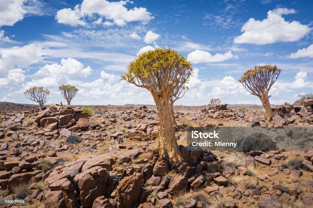 Quiver Trees Namibia Keetmanshoop Desert Quiver Trees under blue summer skyscape with cumulus clouds in the dry desert landscape of Keetmanshoop, Southern Namibia, Africa Namibia Stock Photo