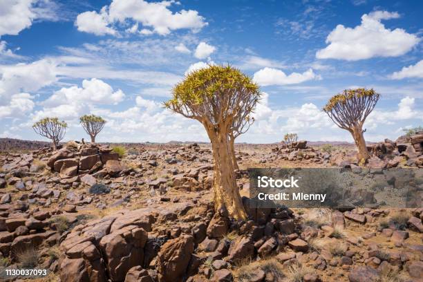 Quiver Trees Namibia Keetmanshoop Desert Stock Photo - Download Image Now - Namibia, Africa, Kalahari Desert