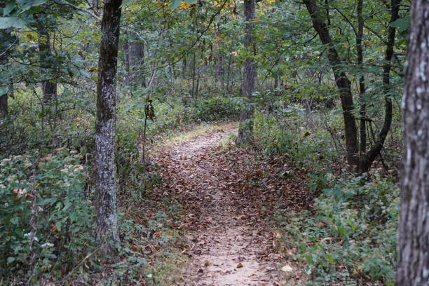 istock Trail in the woods 1130038980