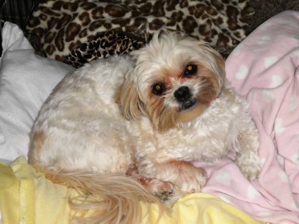 istock Cute Small Dog Lying on Pillows and Blankets 1130040138