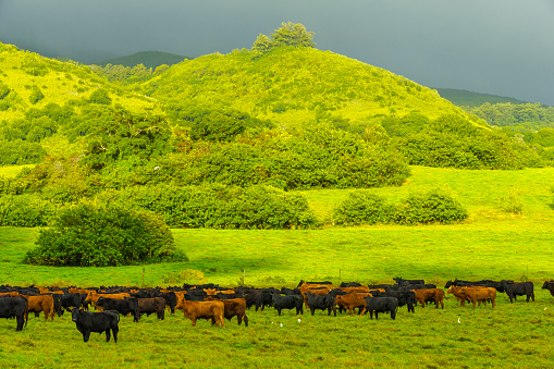 Pasture land on the Hana Coast area of Maui
