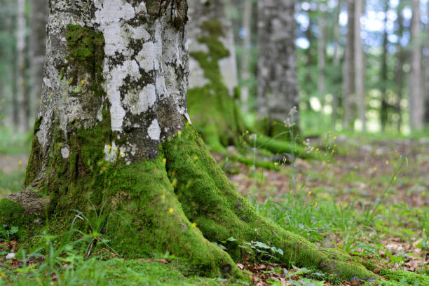 istock the beautiful roots of the trees covered by moss in spring 1130040968